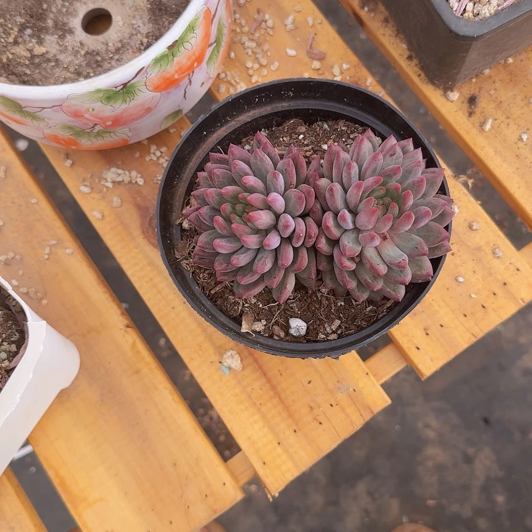 瑶*吖流沙鱼我我吞没OK