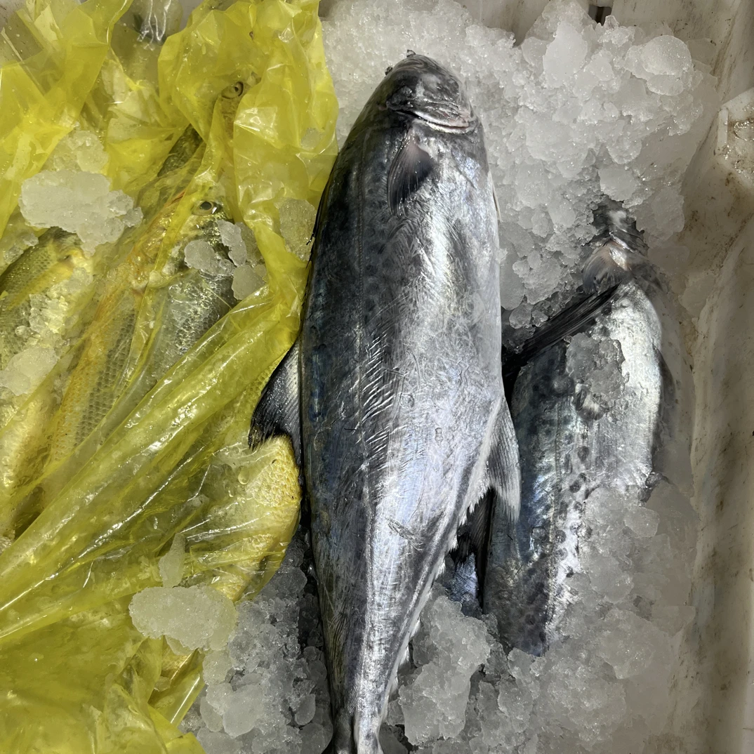 连云港发货  野生扁鲅鱼肉质鲜嫩（易破肚子，介意者慎拍）