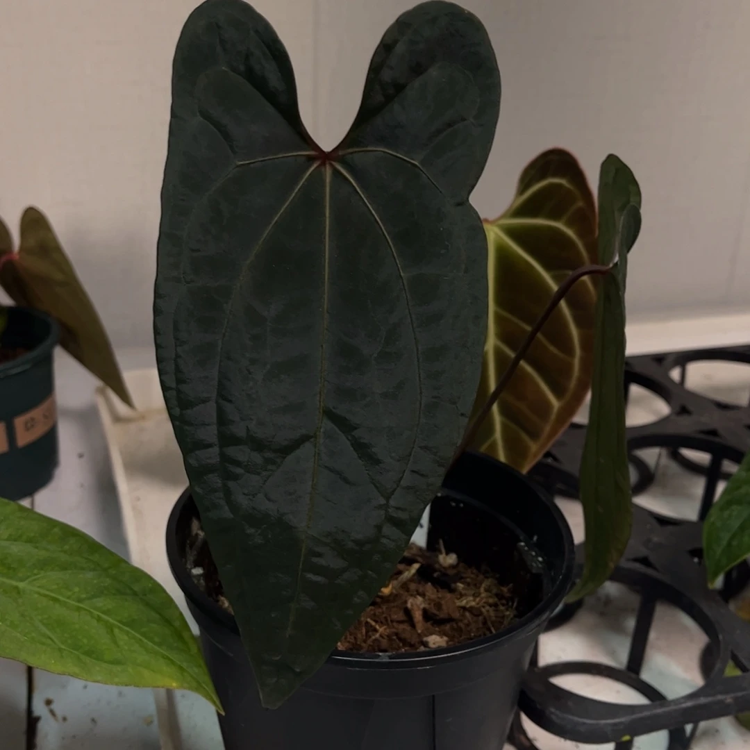 无花朵029 黑桃杂黑凤凰