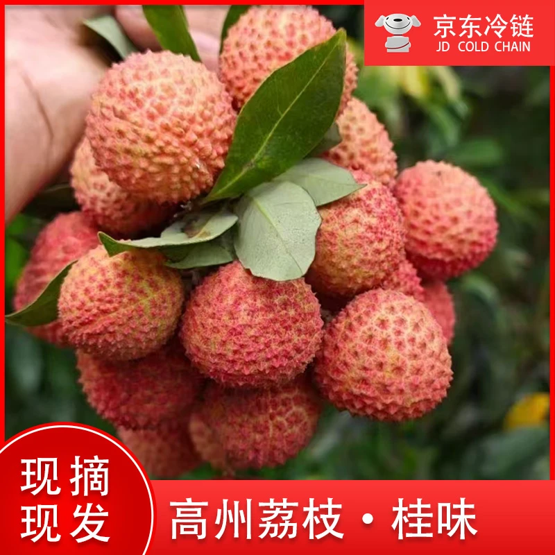 【省内冷链包邮】正宗广东茂名高州老树桂味荔枝现摘现发新鲜水果