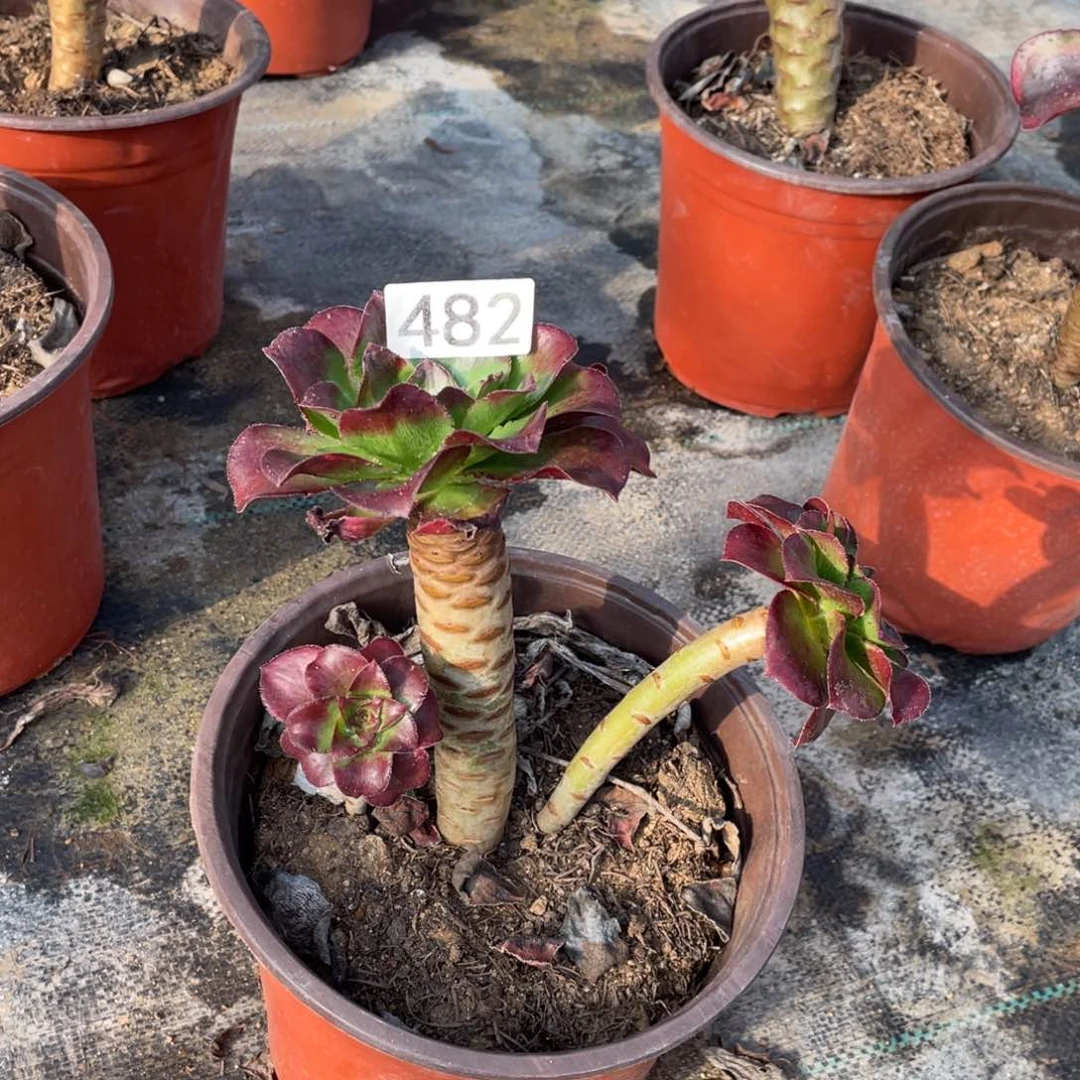 魅影七彩多肉植物