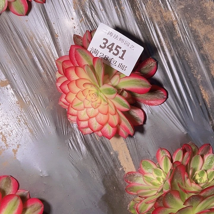 3451倾城多肉植物2号