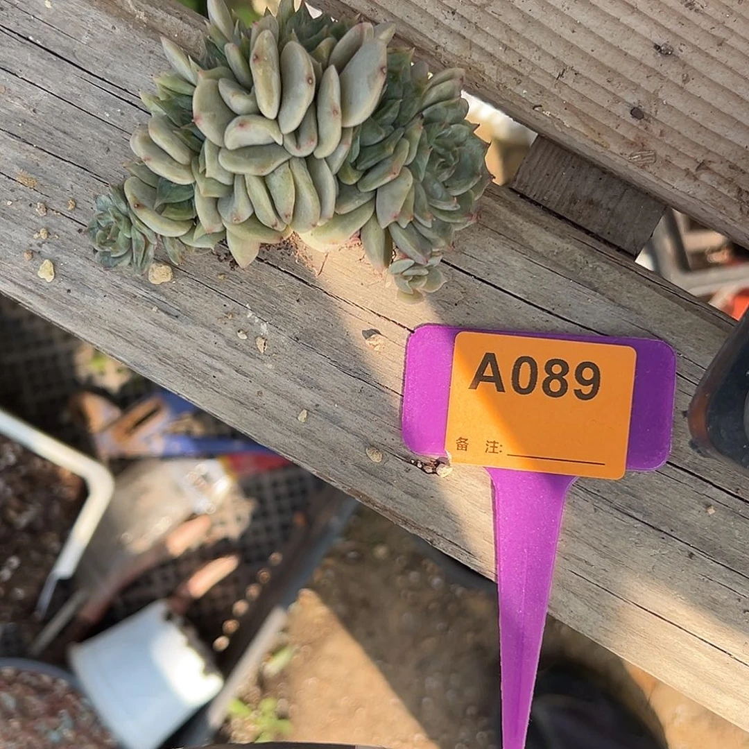 冰***蕾多肉植物一物一拍