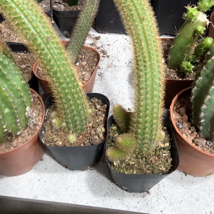 宇**遥仙人球玛丽珍自根两个