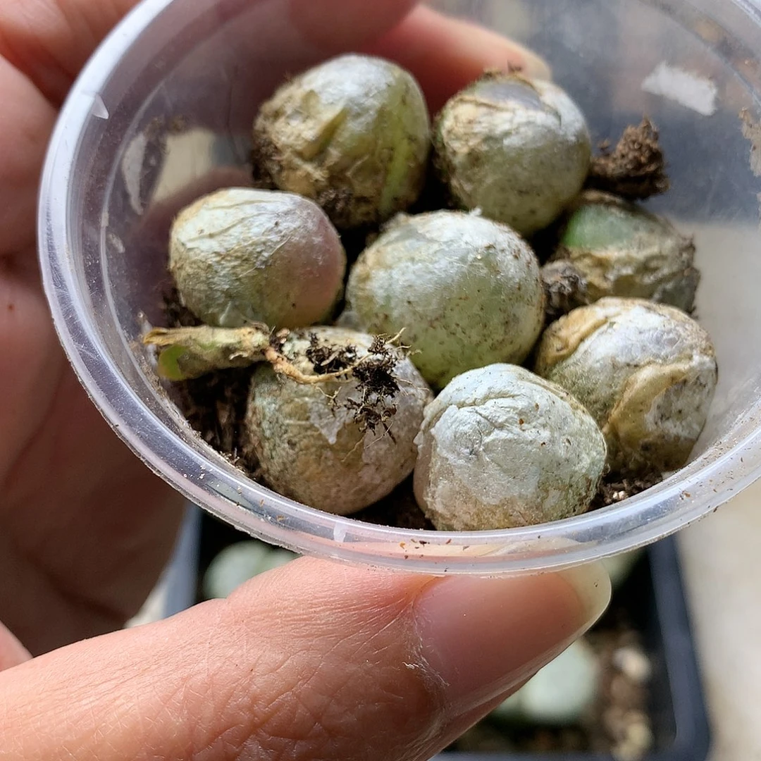 H342多肉植物保护