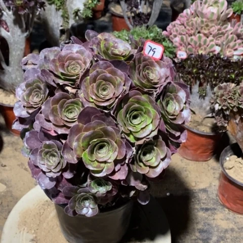 玫金玫瑰一物一拍