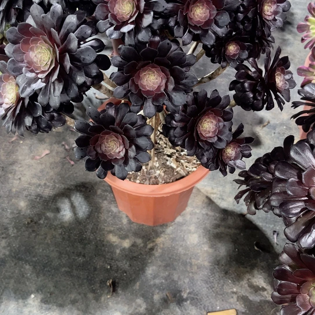 黑同湖多肉植物667