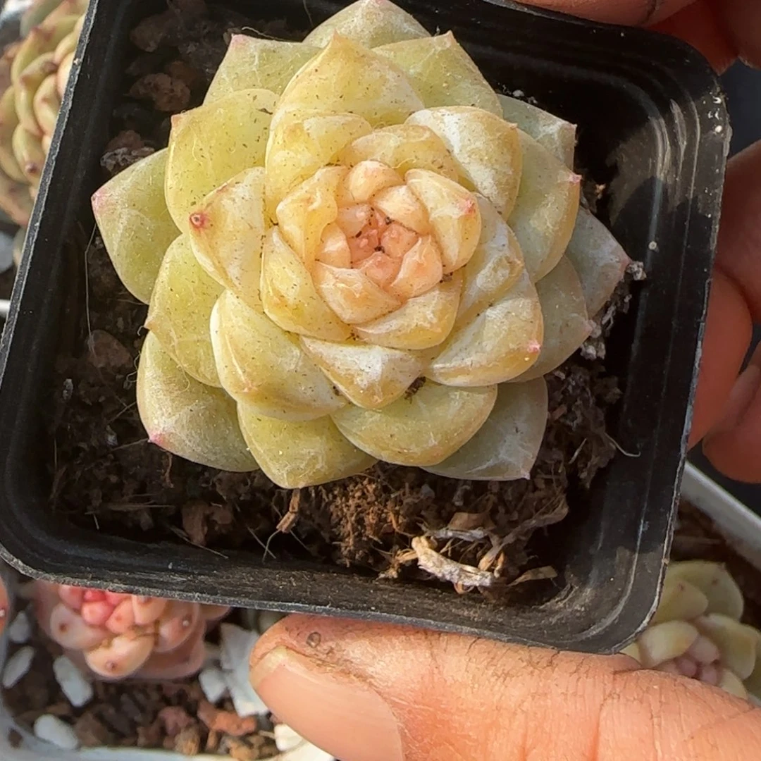 多肉小卡拉米糖心一物一拍