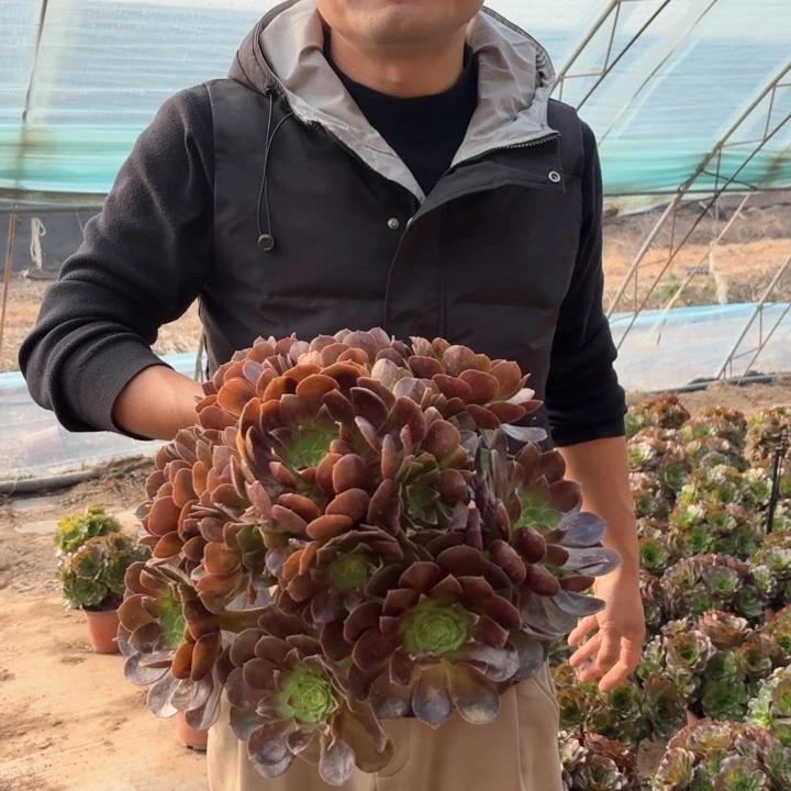 精品万黑公主好看