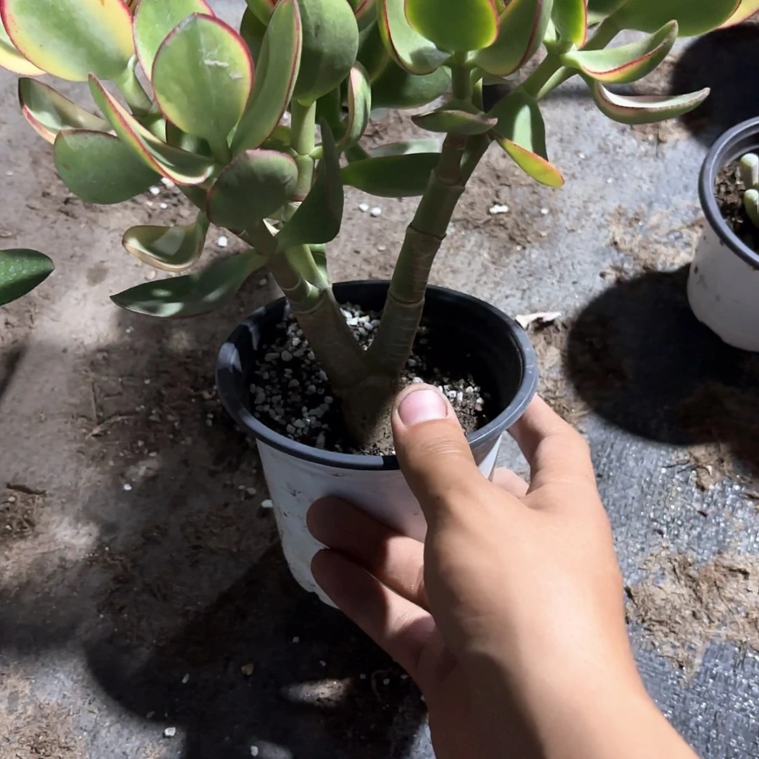 往**风新疆包邮黄金花月一单