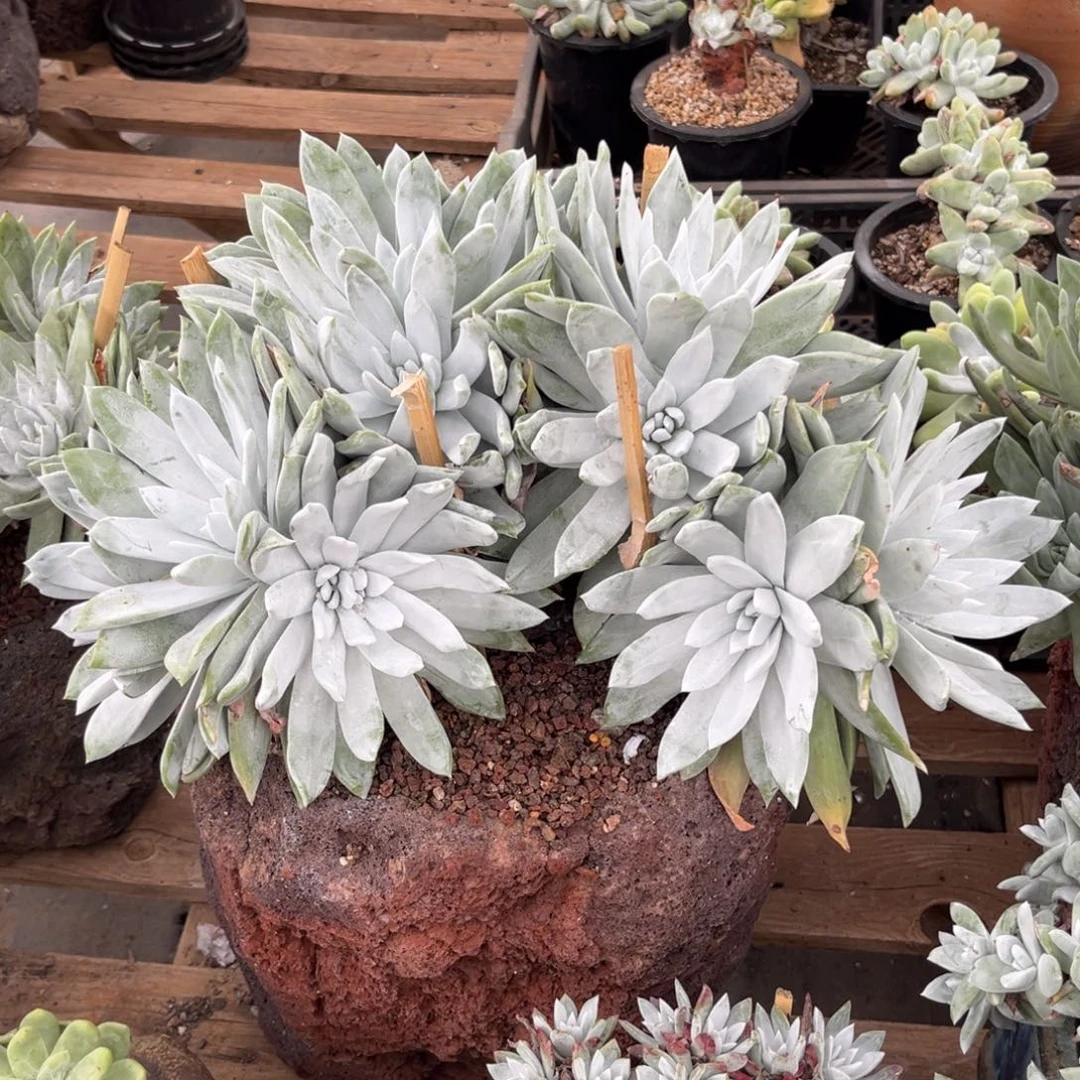 H***。5700，哇啦噻那个哇啦噻