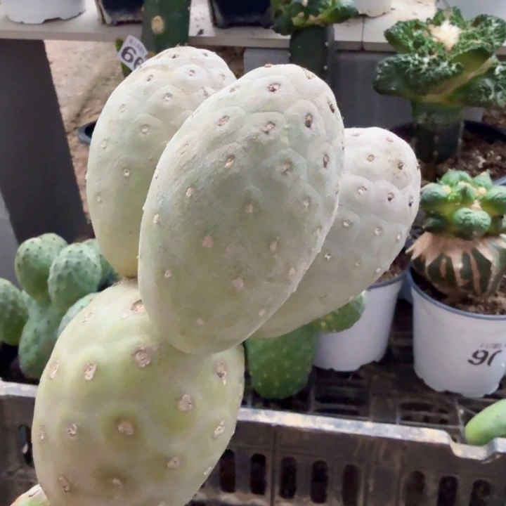 无花朵445紫皮鹅蛋习群