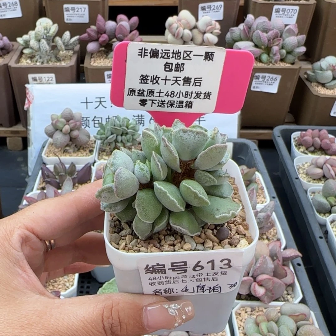 ?**?613毛库博多肉植物