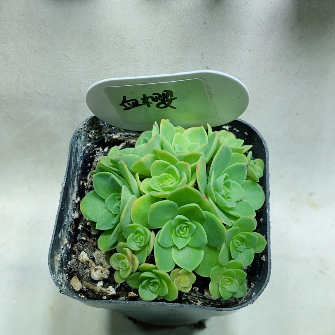 轮****）血樱群 生。