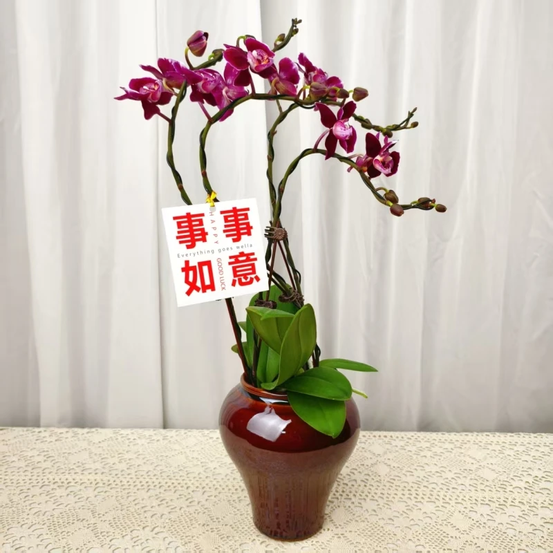 桦艺优选【黑狐狸】蝴蝶兰绿植花卉艺术高级盆栽植株 很好养