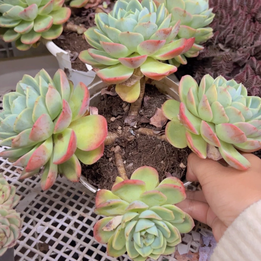 哈密瓜四大头起发老桩