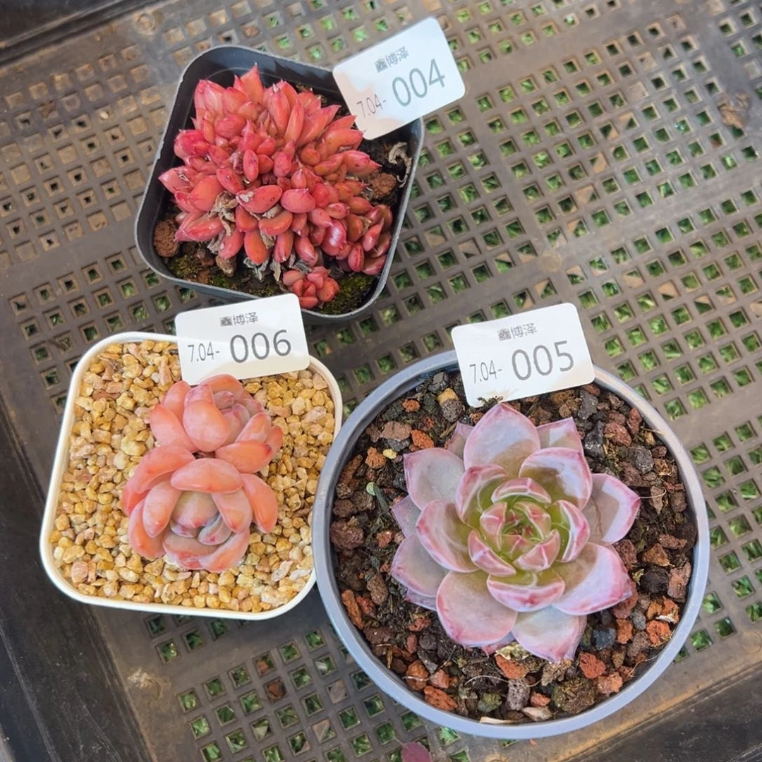 休*符定向7.04-004+05+06 三颗