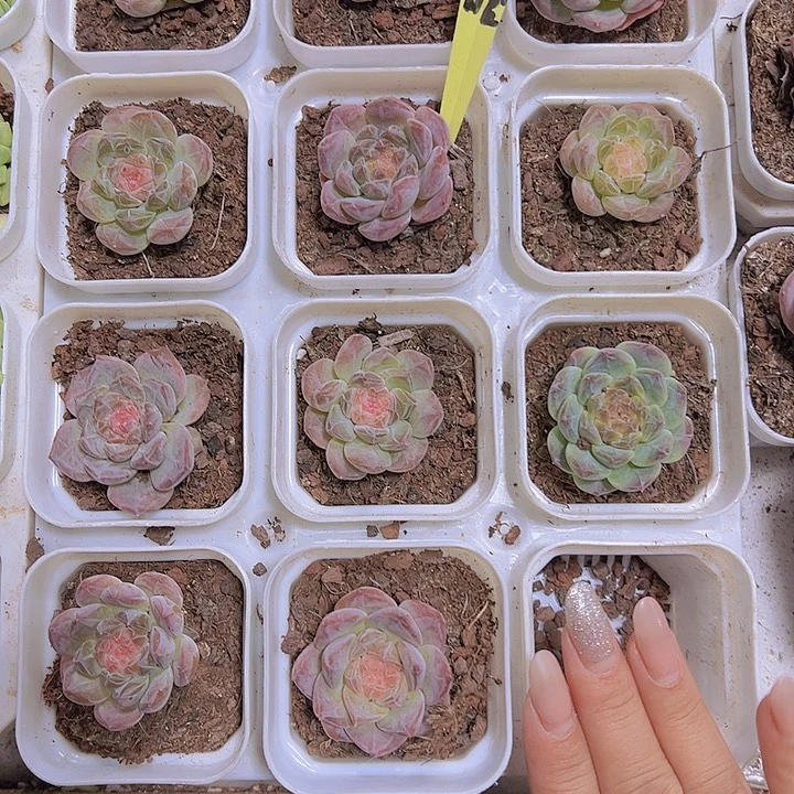 精品冰魄19包邮多肉植物