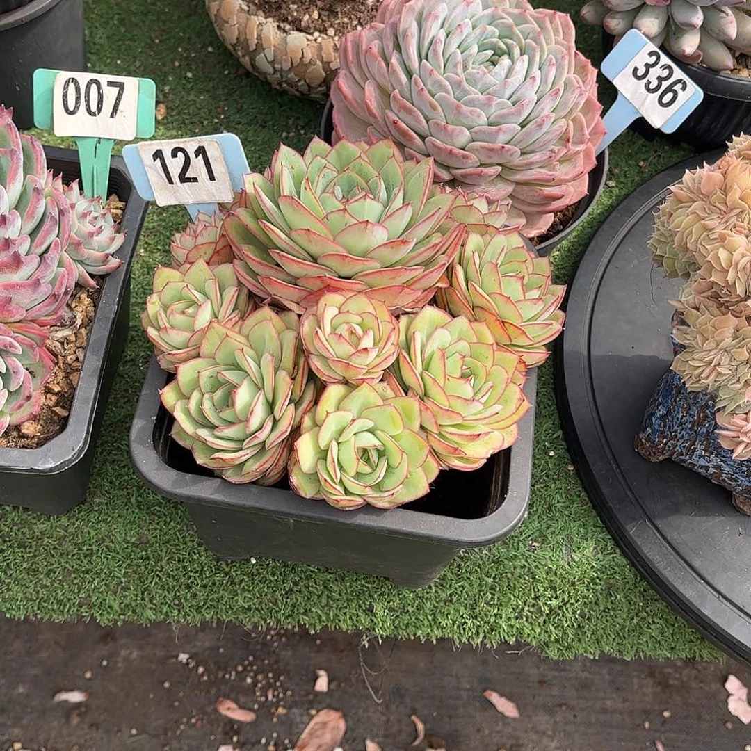 小***&牡丹亭多肉植物保护121