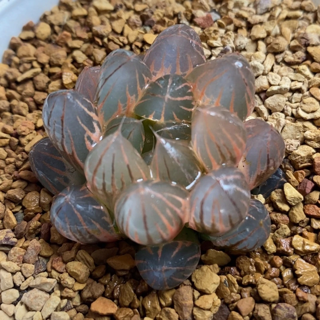 357糊斑霓虹灯玉露锦