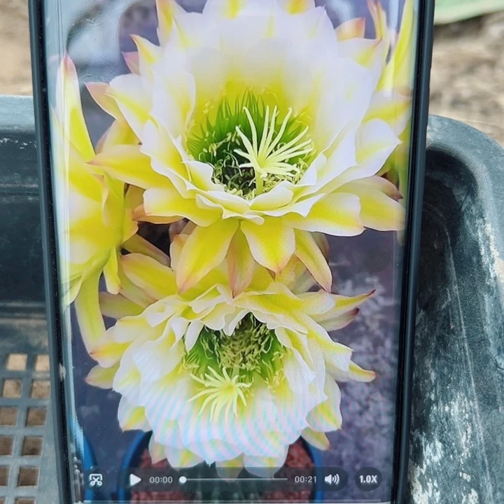 56毛六月五歪无根侧芽5公分左右20包邮