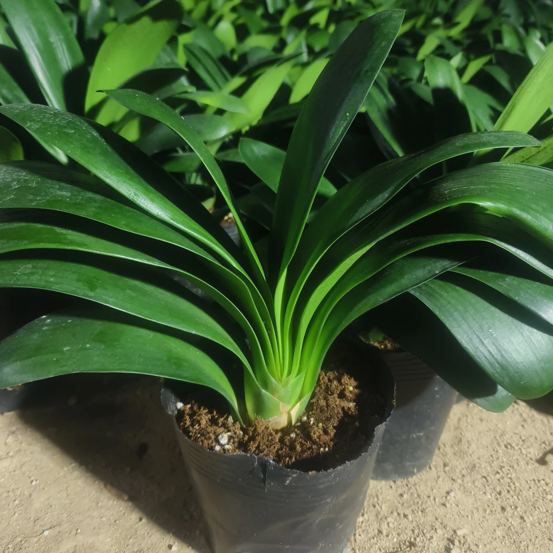 和尚头君子兰矮粗好品种（原土原盆发货）