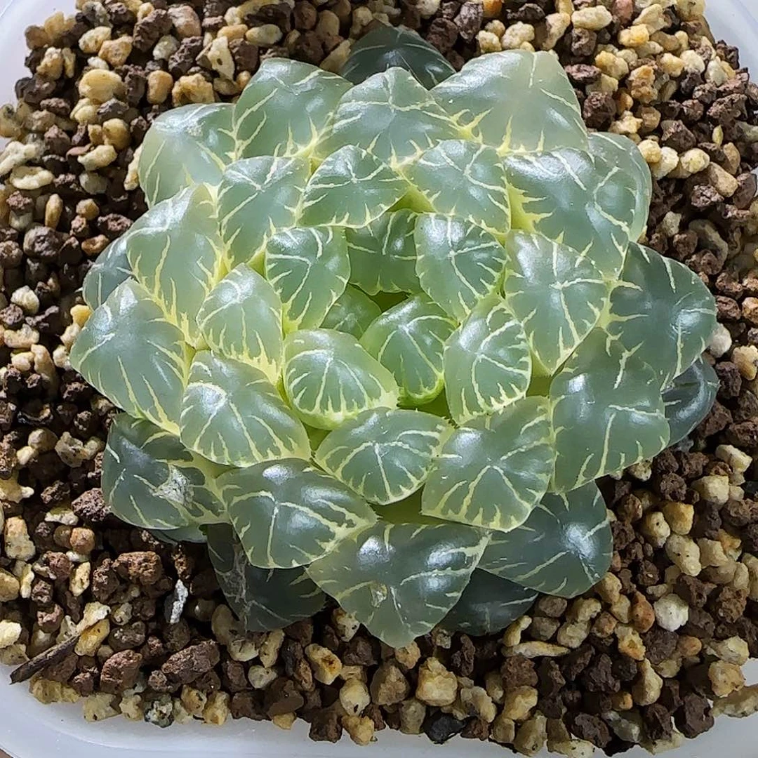 79号糊斑湖水6左右一物一拍带盆土