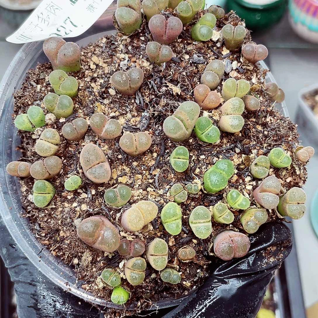生石花满18包邮0927-40