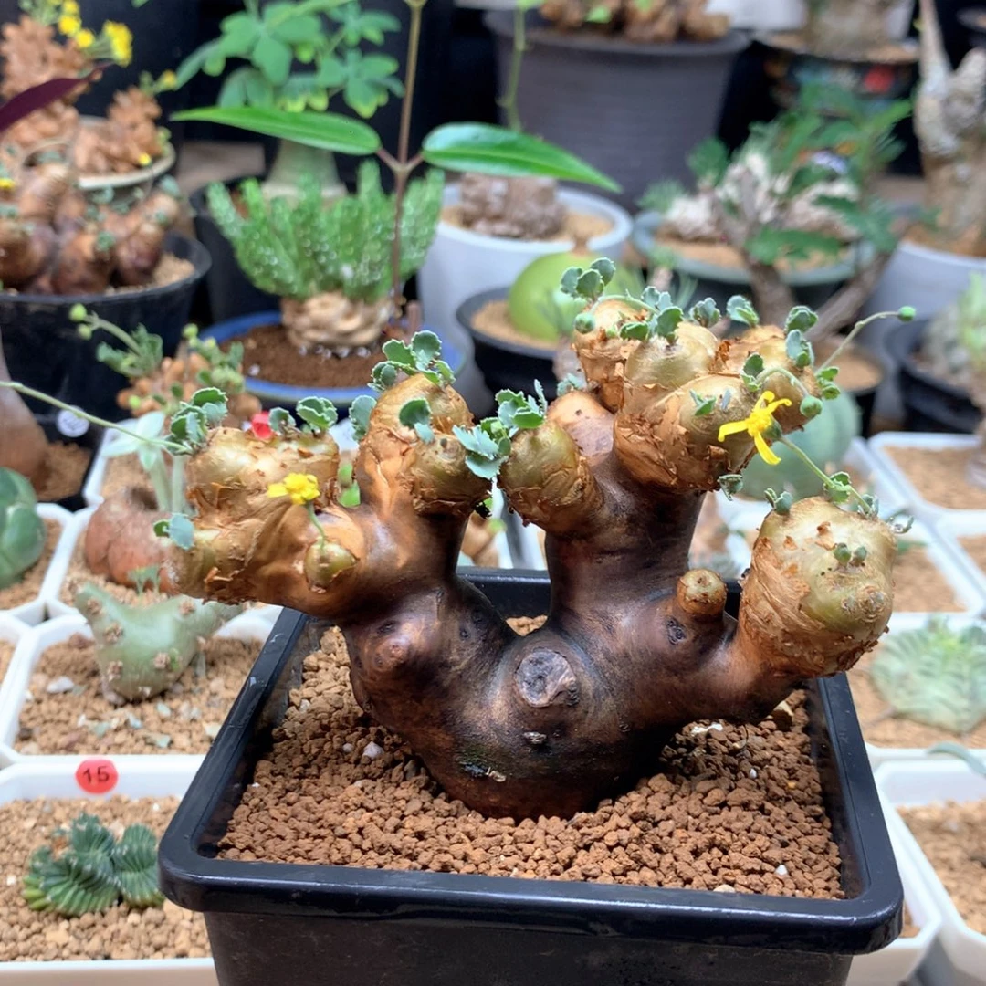 产地格加厚敦菊母本多肉带盆