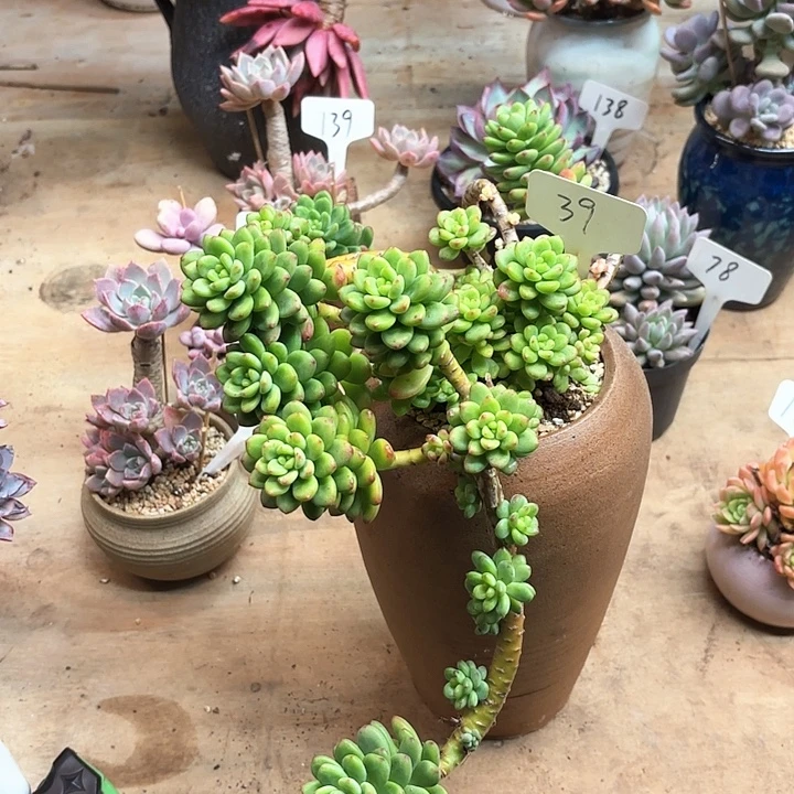 安***康多肉植物，香格里拉39号