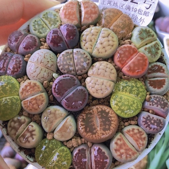 无花朵1362，9厘米盆