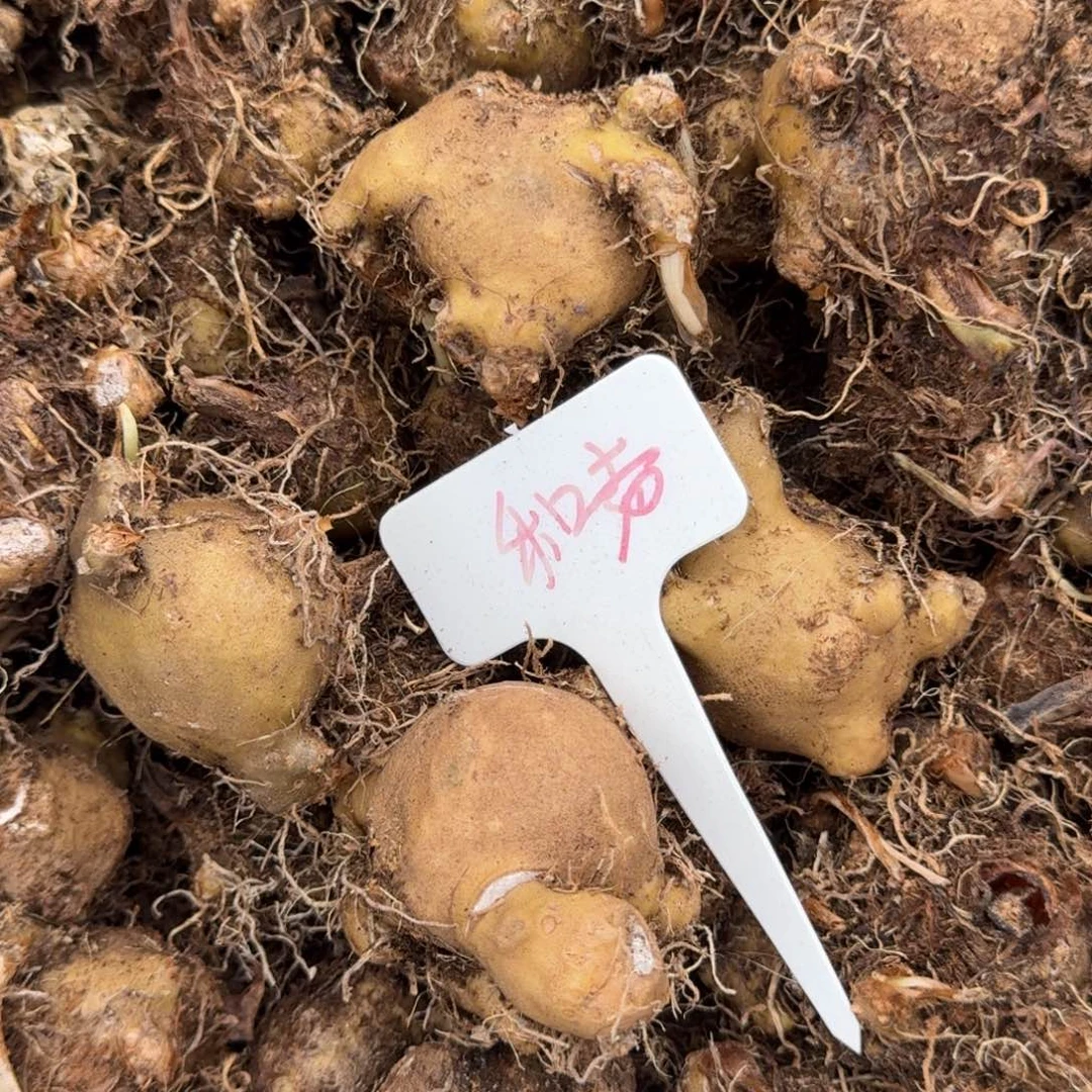 无花朵白和声种球4公分