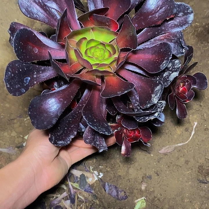 平***顺多肉植物保护研究所