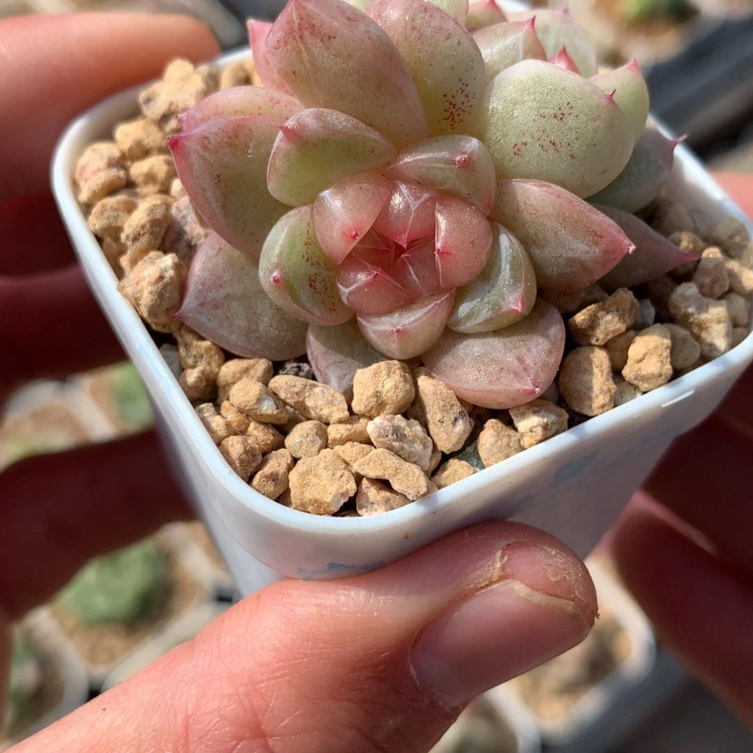 粉白糖心。        多肉珍妮53号