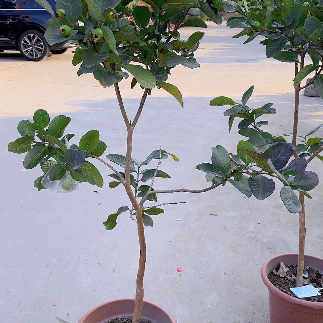 @****代果树11111111111