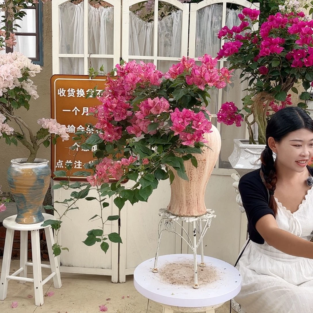 完全开放索菲亚368