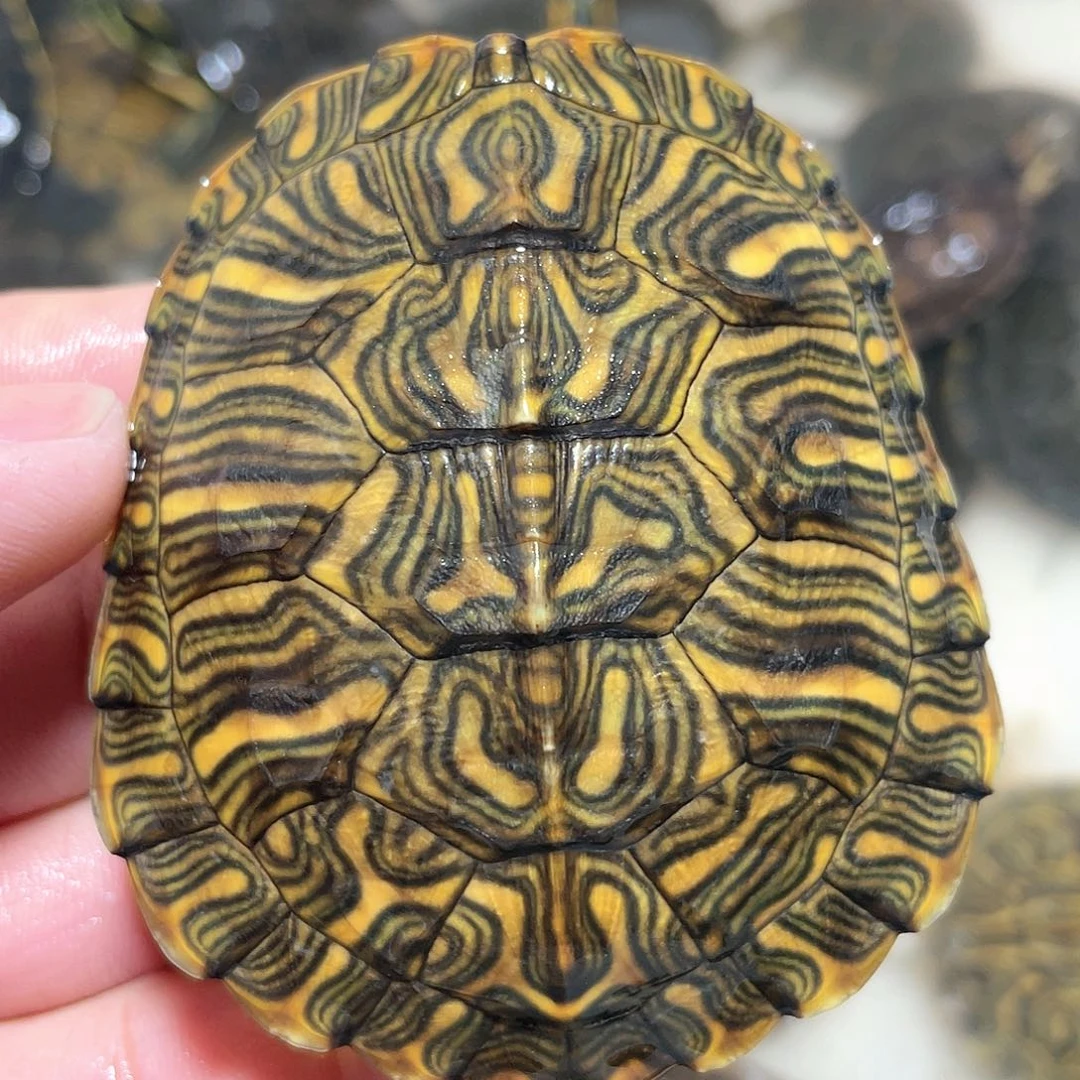 宠物龟不分公母7.3