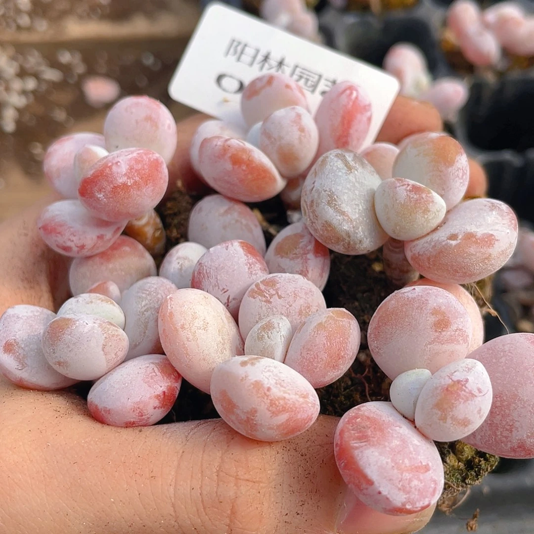 量拍多肉植物多肉植物309