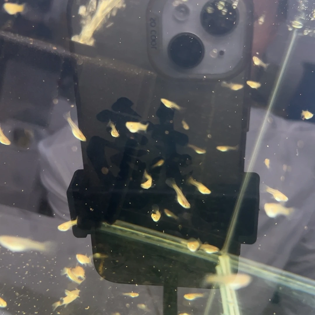 孔雀鱼拉朱莉紫尾苗子一缸