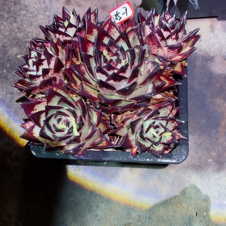 听****?精品多肉植物老桩