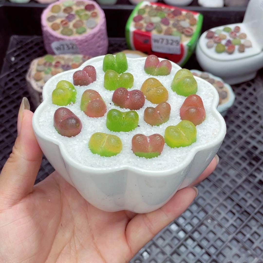 w7335 带盆土发货一物一拍