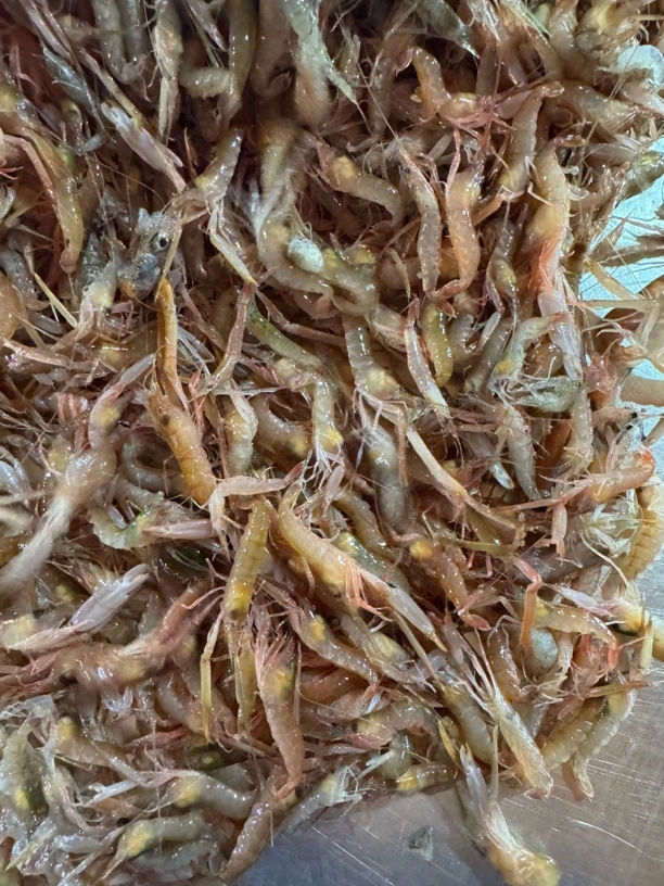 夹板虾，狗虾5斤小体虾长不大嫌小勿拍活发保鲜不保活