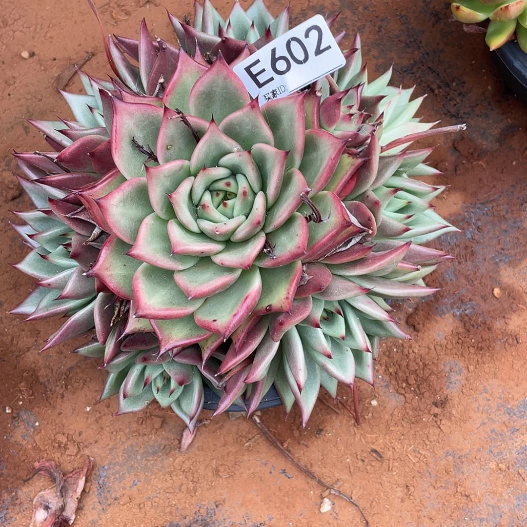 若如东云组拍E602