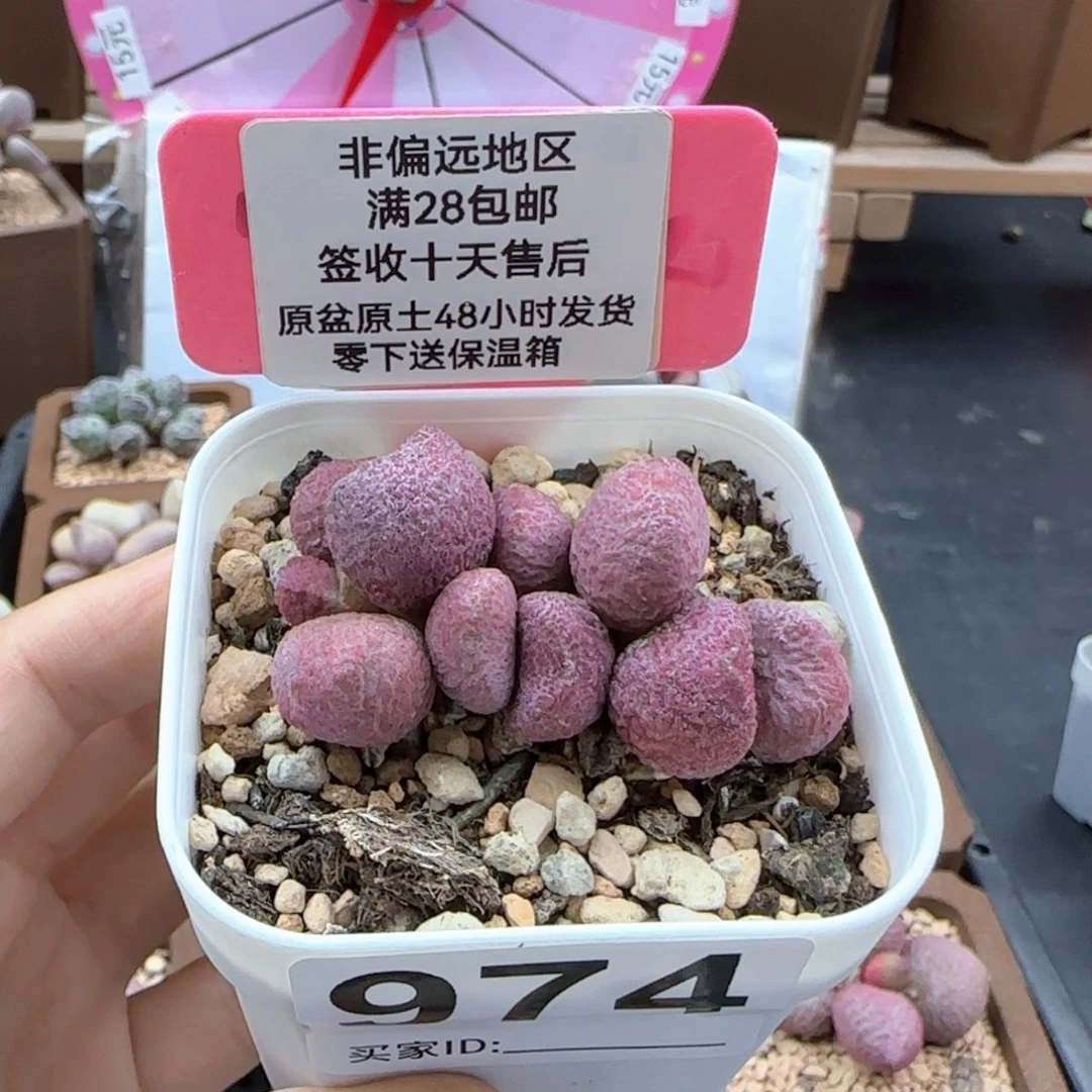 974夏娃多肉植物