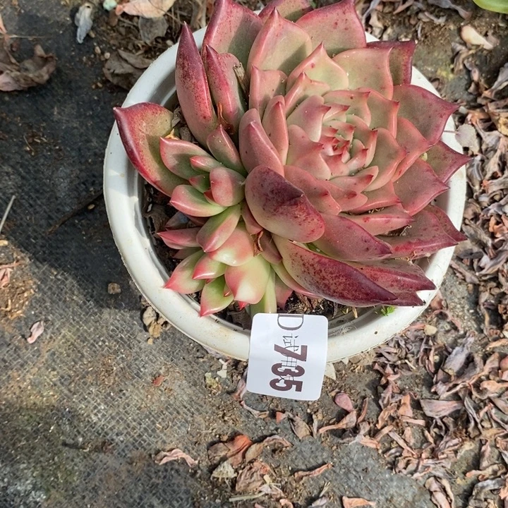 珍***735红颜蜜语多肉植物