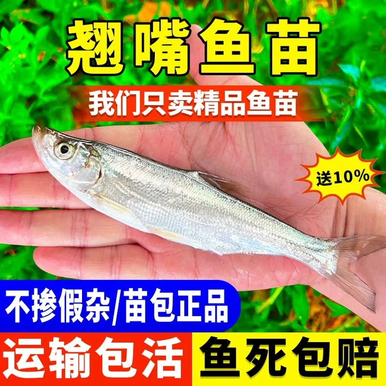 翘嘴鱼苗翘壳鱼淡水养殖食用四川重庆本地米级刁子鱼塘活体宠物鱼