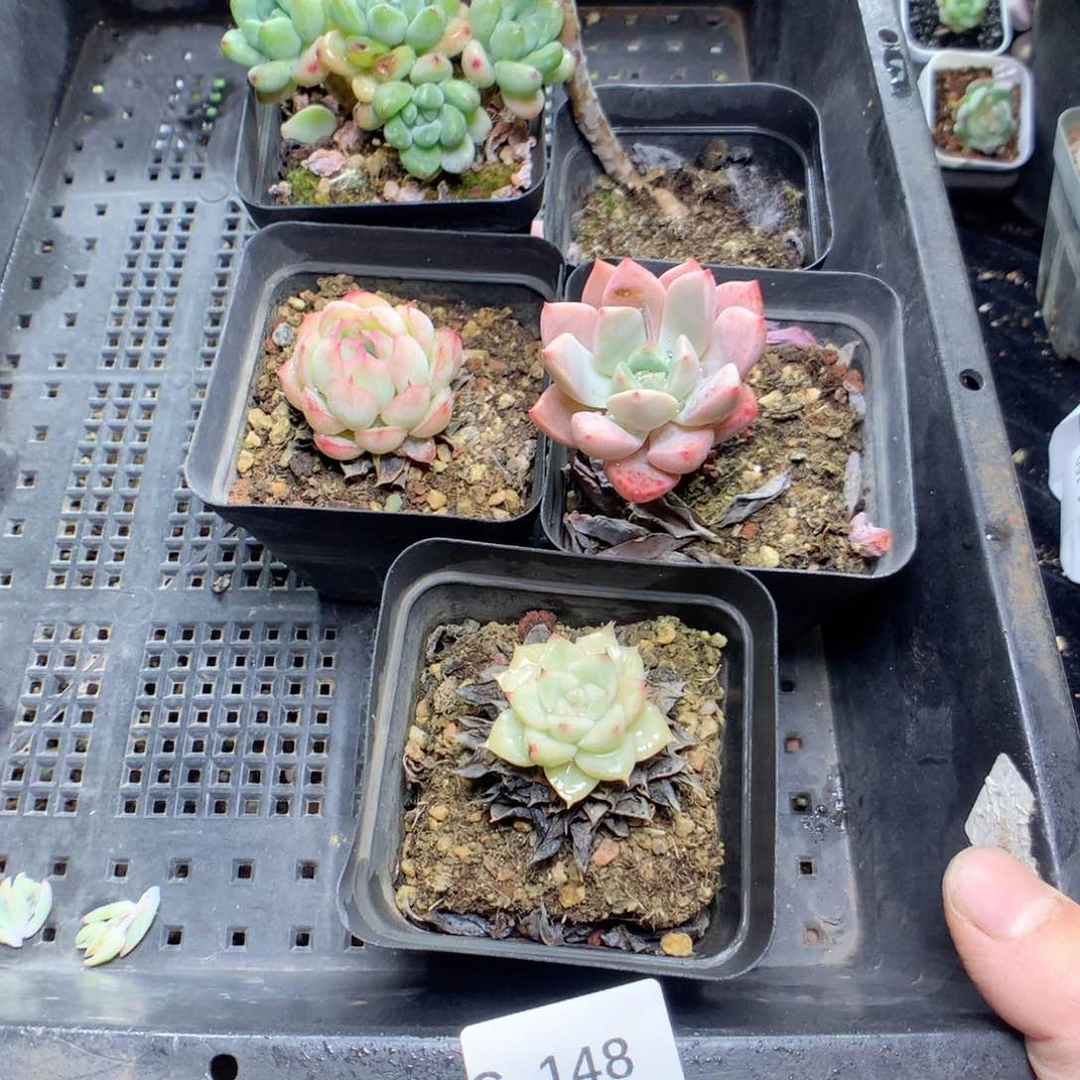 无花朵G148英语英语英语英语