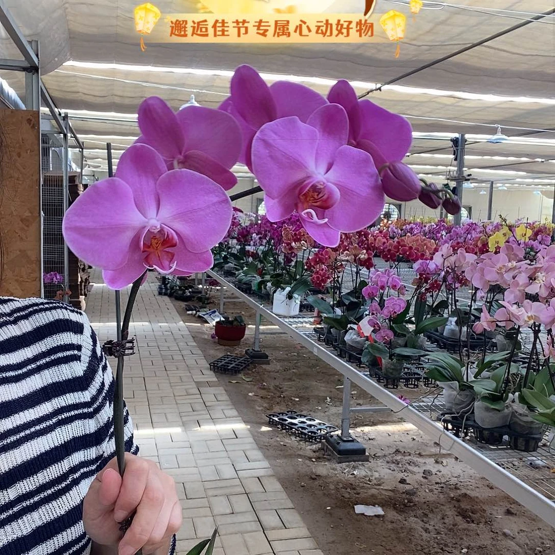 完全开放孟菲斯1棵花苞