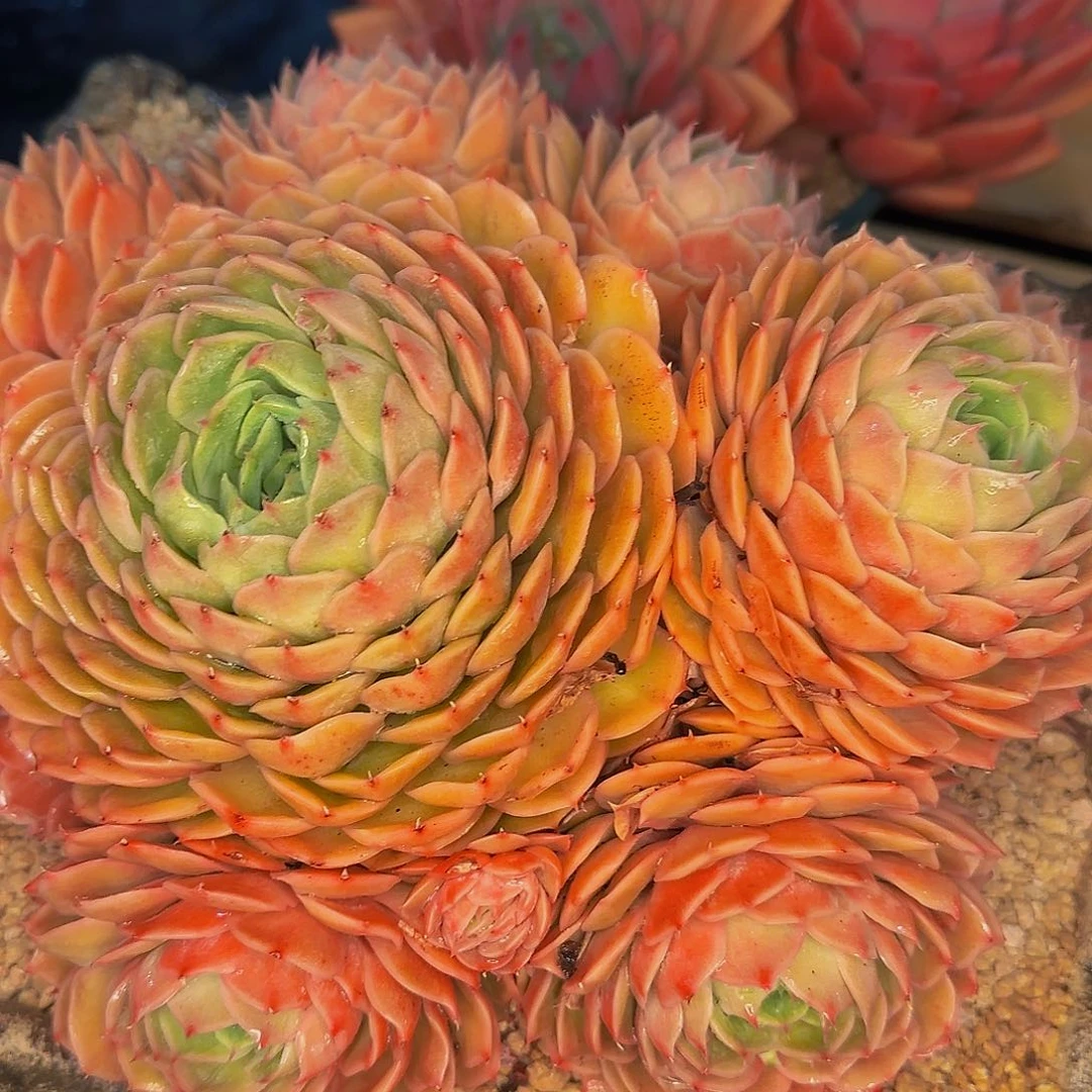 爽****?他哈怕他他back