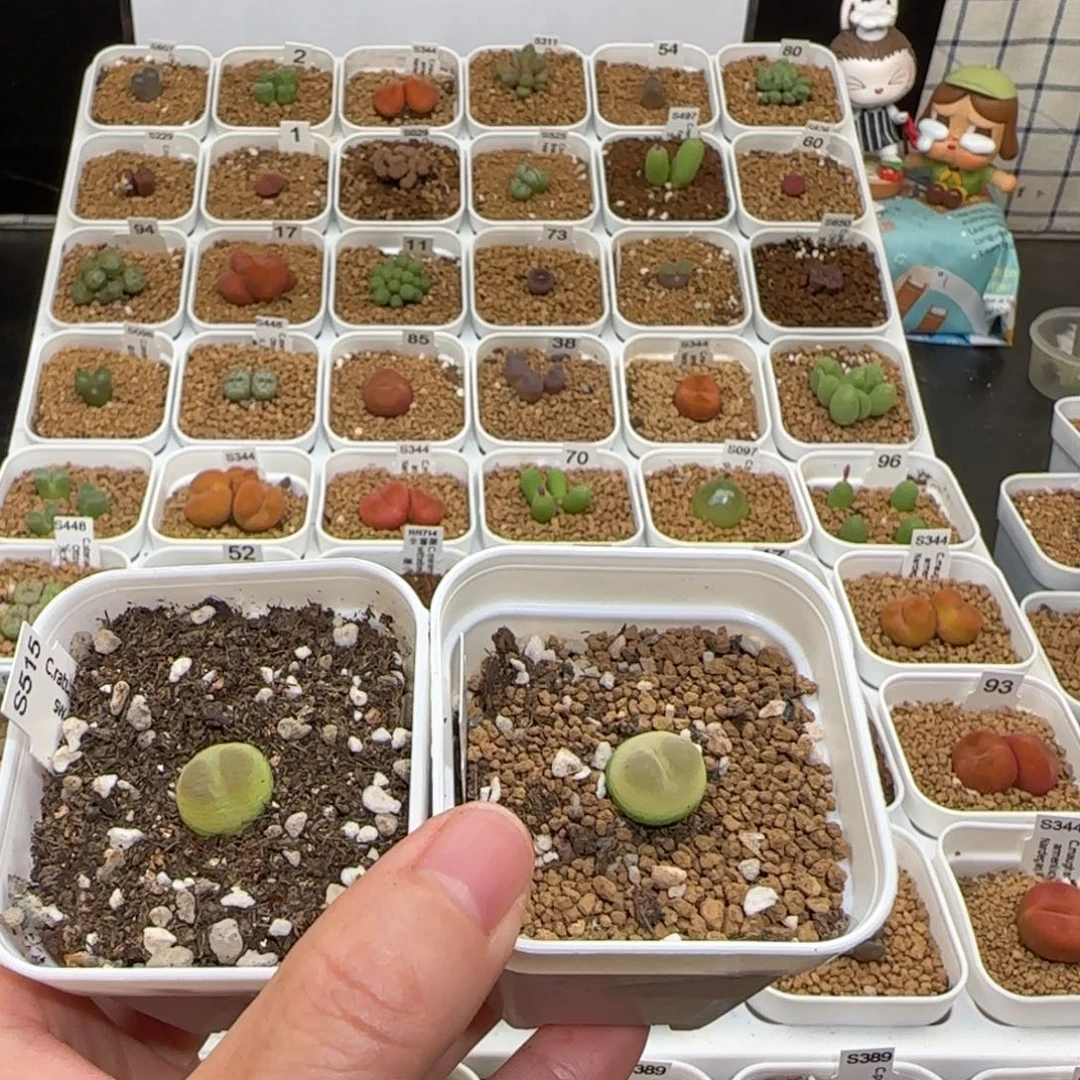 虎***）肉锥多肉植物组合-下播福利1560